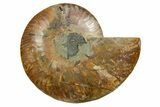 Cut & Polished Ammonite Fossil (Half) - Madagascar #347511-1